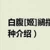 白腹[姬]鶲指名亚种（关于白腹[姬]鶲指名亚种介绍）
