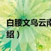 白腰文鸟云南亚种（关于白腰文鸟云南亚种介绍）