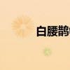 白腰鹊鸲（关于白腰鹊鸲介绍）
