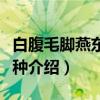 白腹毛脚燕东北亚种（关于白腹毛脚燕东北亚种介绍）