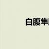 白腹隼雕（关于白腹隼雕介绍）