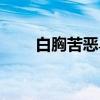 白胸苦恶鸟（关于白胸苦恶鸟介绍）