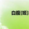 白腹[姬]鶲（关于白腹[姬]鶲介绍）