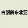 白腹鶲东北亚种（关于白腹鶲东北亚种介绍）