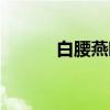 白腰燕鸥（关于白腰燕鸥介绍）
