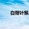 白臀叶猴属（关于白臀叶猴属介绍）