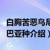 白胸苦恶鸟尼科巴亚种（关于白胸苦恶鸟尼科巴亚种介绍）