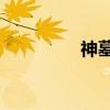 神墓4（关于神墓4介绍）