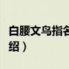 白腰文鸟指名亚种（关于白腰文鸟指名亚种介绍）