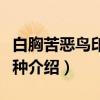 白胸苦恶鸟印尼亚种（关于白胸苦恶鸟印尼亚种介绍）