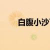白腹小沙丁（关于白腹小沙丁介绍）