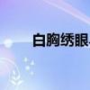 白胸绣眼鸟（关于白胸绣眼鸟介绍）