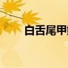 白舌尾甲鲹（关于白舌尾甲鲹介绍）