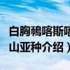 白胸鳾喀斯喀特山亚种（关于白胸鳾喀斯喀特山亚种介绍）