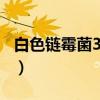 白色链霉菌3840（关于白色链霉菌3840介绍）