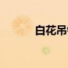 白花吊钟（关于白花吊钟介绍）