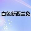 白色新西兰兔-2（关于白色新西兰兔-2介绍）