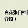 白花张口杜鹃 变型（关于白花张口杜鹃 变型介绍）