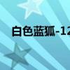 白色蓝狐-124(关于白色蓝狐-124介绍) 白色蓝狐-124(关于白色蓝狐-124介绍)