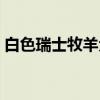 白色瑞士牧羊犬（关于白色瑞士牧羊犬介绍）