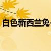 白色新西兰兔-5（关于白色新西兰兔-5介绍）