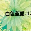 白色蓝狐-123（关于白色蓝狐-123介绍）