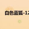 白色蓝狐-122(关于白色蓝狐-122介绍) 白色蓝狐-122(关于白色蓝狐-122介绍)