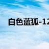 白色蓝狐-120（关于白色蓝狐-120介绍）