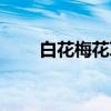 白花梅花草（关于白花梅花草介绍）