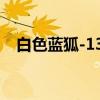 白色蓝狐-131（关于白色蓝狐-131介绍）