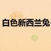白色新西兰兔-3（关于白色新西兰兔-3介绍）