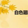 白色翅膀（关于白色翅膀介绍）