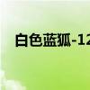 白色蓝狐-126（关于白色蓝狐-126介绍）