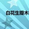 白花生瓣木槿（关于白花生瓣木槿介绍）