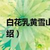 白花乳黄雪山报春（关于白花乳黄雪山报春介绍）