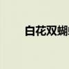 白花双蝴蝶（关于白花双蝴蝶介绍）