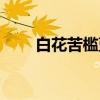 白花苦槛蓝（关于白花苦槛蓝介绍）