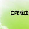 白花除虫菊（关于白花除虫菊介绍）