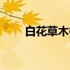 白花草木樨（关于白花草木樨介绍）