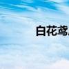 白花鸢尾（关于白花鸢尾介绍）