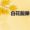 白花酸藤子（关于白花酸藤子介绍）