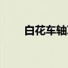 白花车轴草（关于白花车轴草介绍）