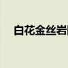 白花金丝岩陀（关于白花金丝岩陀介绍）