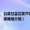 白菜甘蓝花菜芥菜类特菜栽培（关于白菜甘蓝花菜芥菜类特菜栽培介绍）