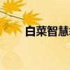 白菜智慧袋（关于白菜智慧袋介绍）