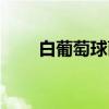 白葡萄球菌（关于白葡萄球菌介绍）