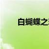 白蝴蝶之恋（关于白蝴蝶之恋介绍）
