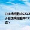 白血病细胞中CXCR5和CCR7直接调控PEG10基因表达的机制研究（关于白血病细胞中CXCR5和CCR7直接调控PEG10基因表达的机制研究介绍）