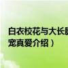 白衣校花与大长腿之强宠真爱（关于白衣校花与大长腿之强宠真爱介绍）