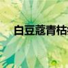 白豆蔻青枯病（关于白豆蔻青枯病介绍）